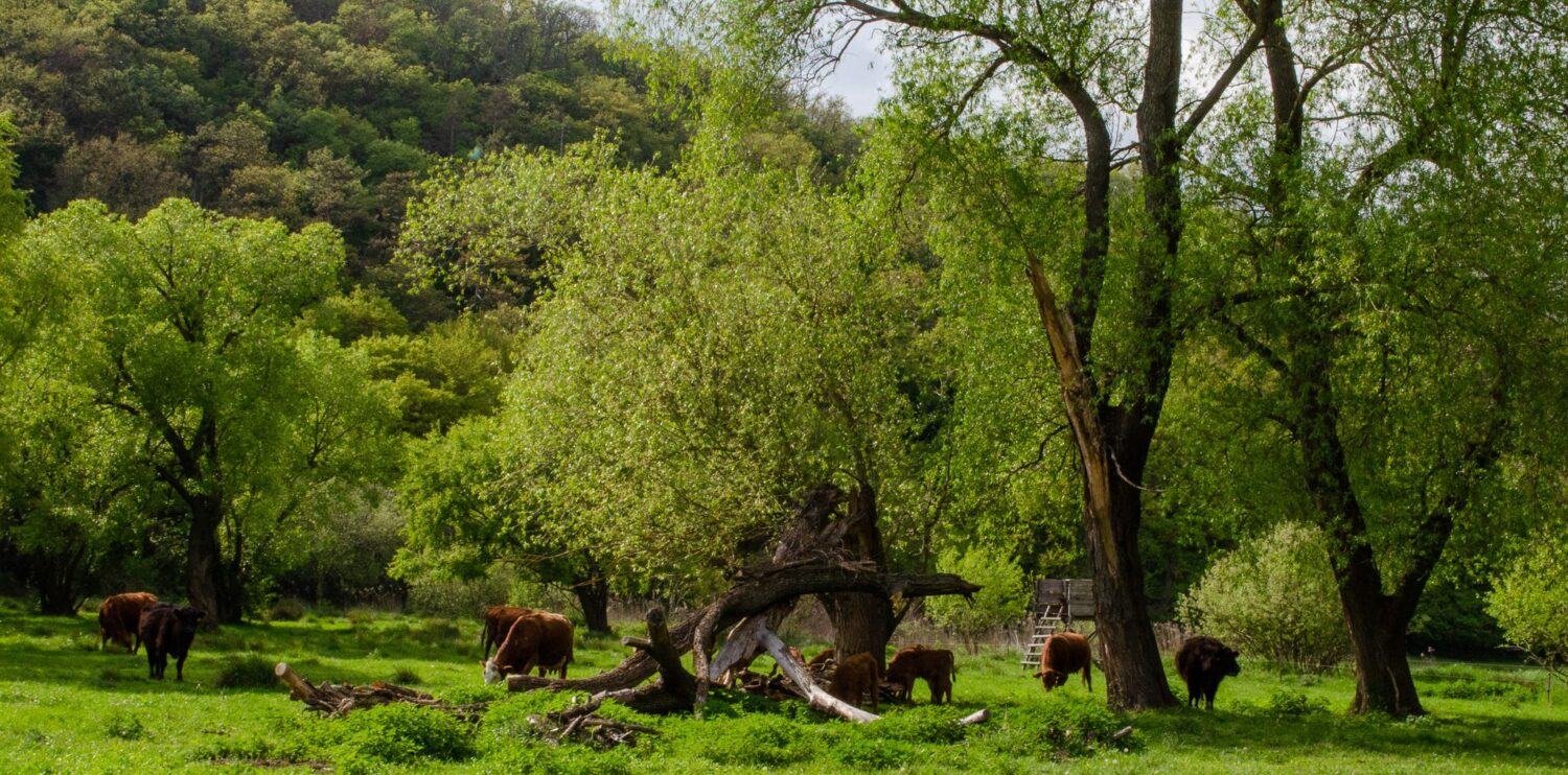 Cím nélküli bejegyzés 66